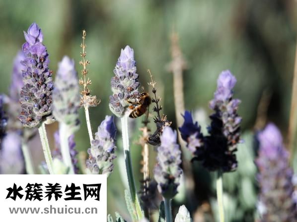 額頭長油脂粒怎么辦