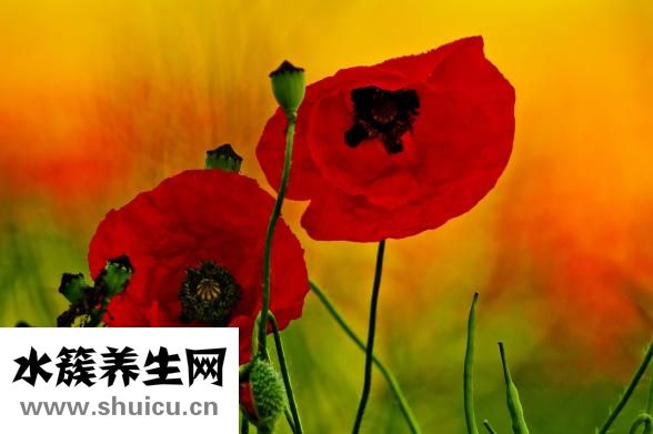 內(nèi)向罵不過(guò)怎么辦