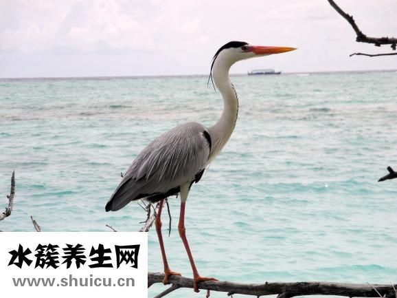 鰻魚怎么做給寶寶吃