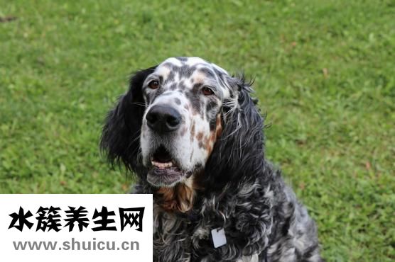 問道寵物怎么加抗性