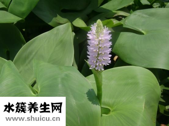 金蟲草怎么做菜