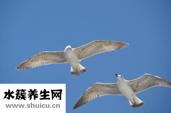 吃大蒜怎么去味道