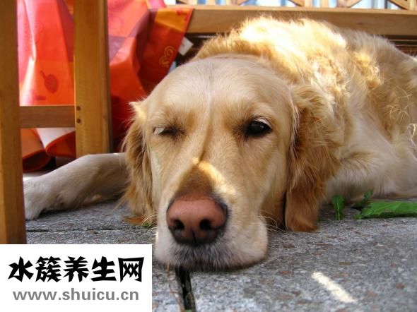 金毛很兇怎么辦