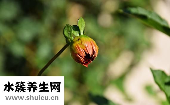 骨質(zhì)疏松怎么治