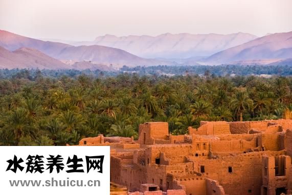 發芽的芋頭怎么種