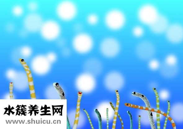 鰻魚怎么做給寶寶吃