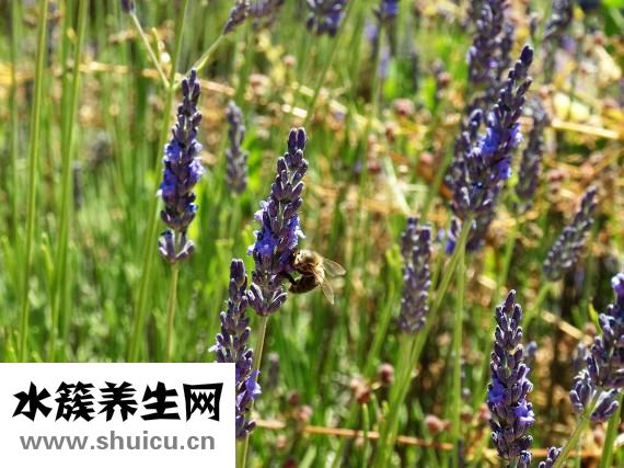 冬天白糖怎么給蜂吃