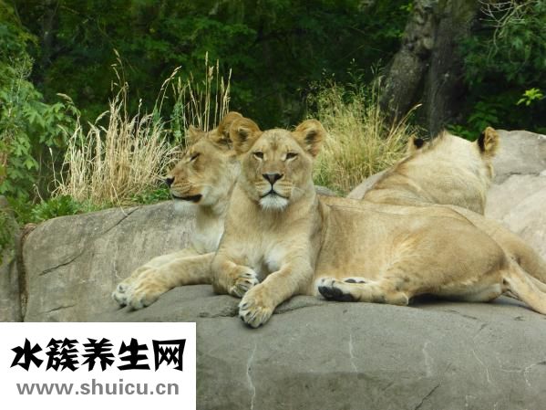 野生動物怎么吃