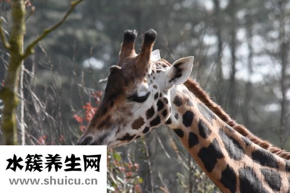 野生動物怎么吃