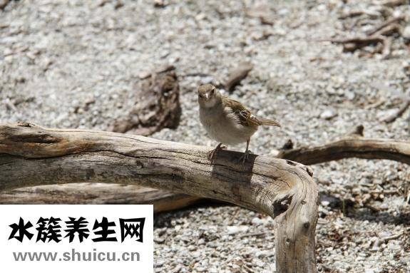 金魚一般怎么吃飯