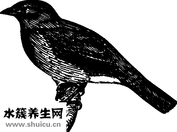 金魚一般怎么吃飯