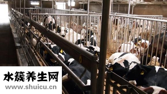 黃牛怎么搶掛號的