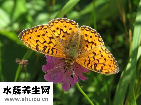 養(yǎng)車怎么記賬