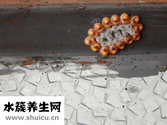 單面荷包蛋怎么煎