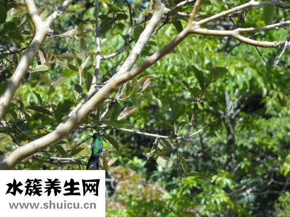 黑山羊拉肚子怎么辦