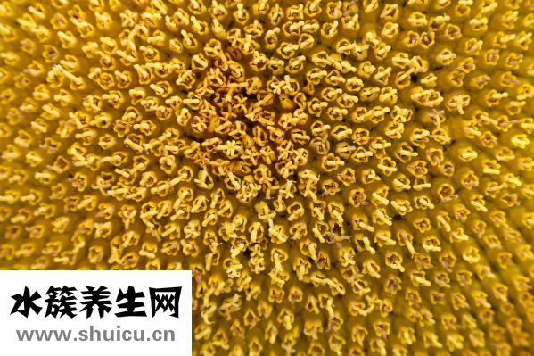 去眼袋精油怎么搭配