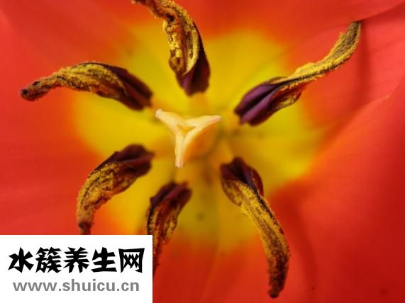 鮮奶阿華田怎么做