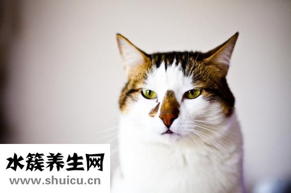 野生動物怎么吃