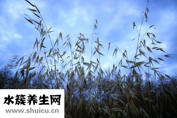 鵝肝怎么做好吃法