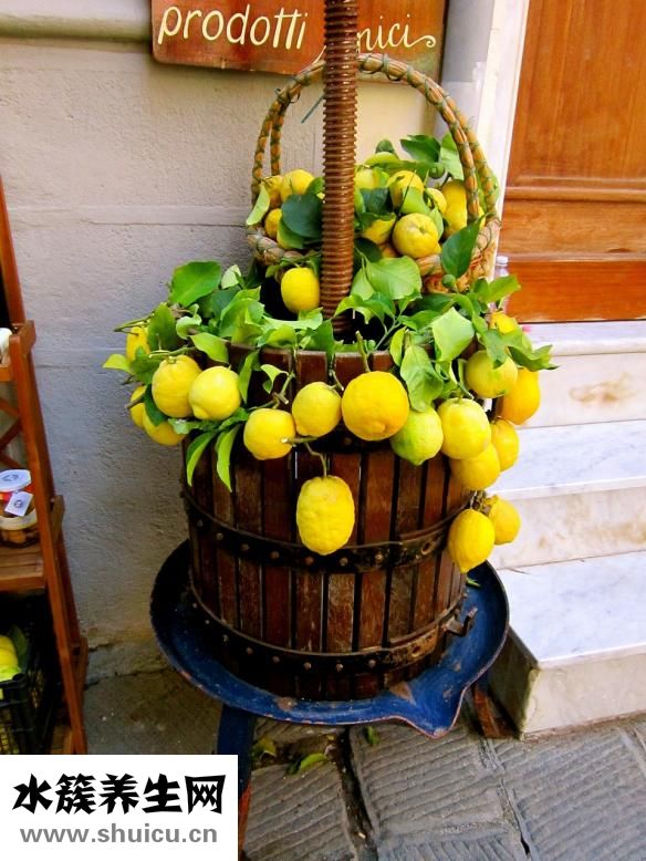 鮮八月瓜苗怎么吃