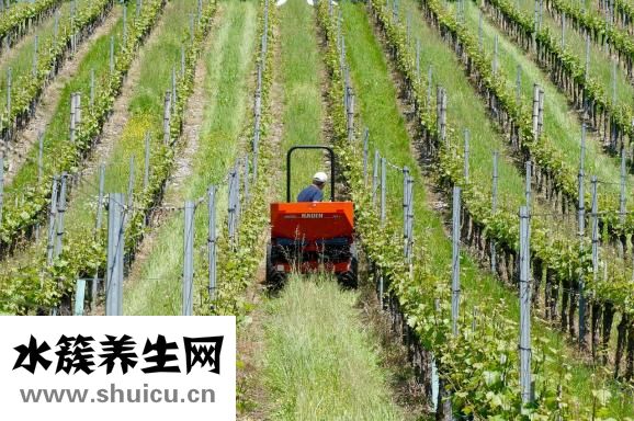 鼻咽癌怎么引起