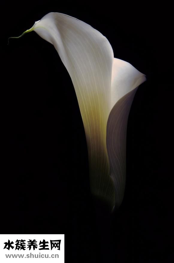 馬蹄蓮怎么分支