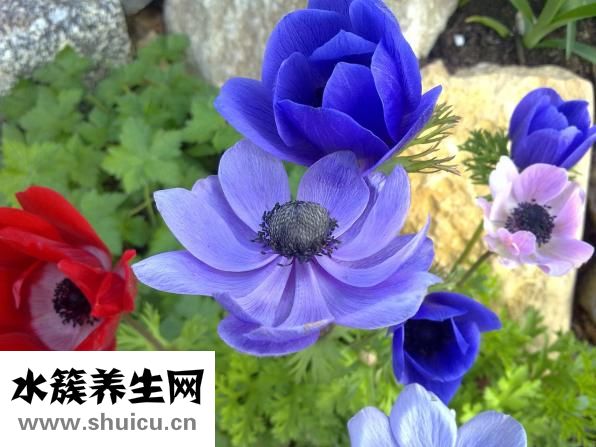 鐵皮石斛怎么采收