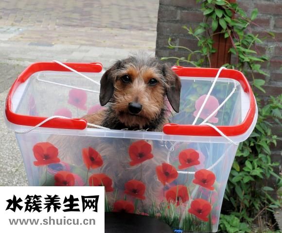 陰天臘腸怎么辦