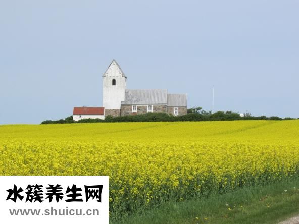 鵝肝怎么做好吃法