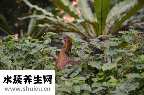 黑山羊拉肚子怎么辦