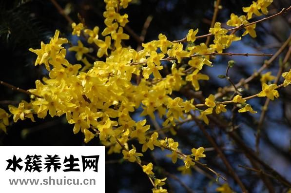 魚磷病怎么治療