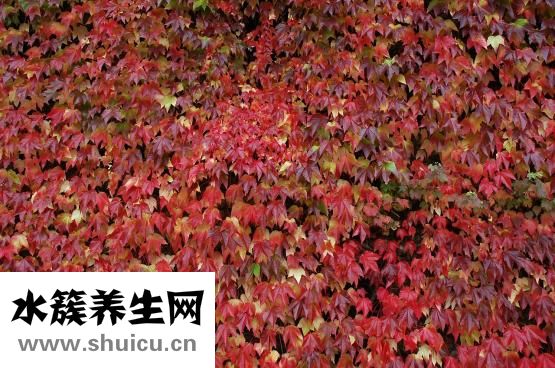 鱔魚在家里怎么殺