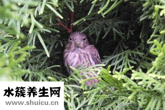 頸椎空洞癥怎么治療