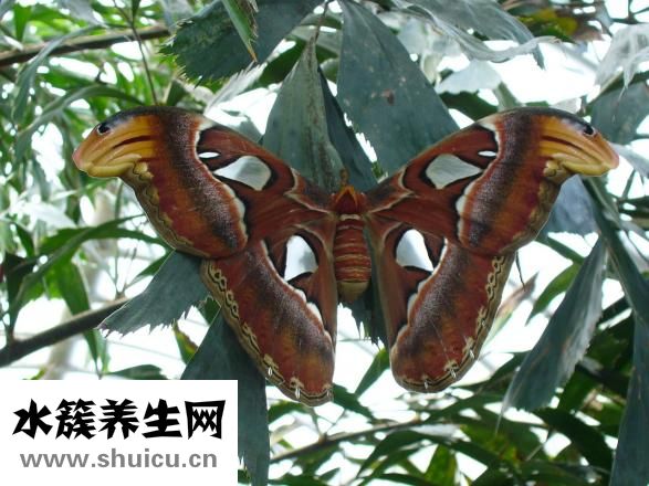 黑魚怎么釣好釣