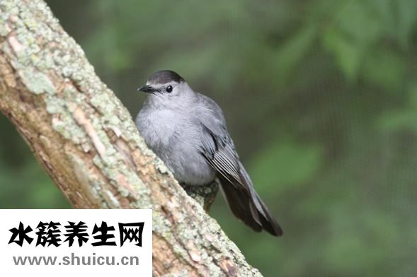 金魚一般怎么吃飯