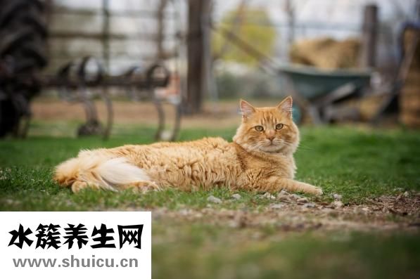 鱉血太多怎么保存