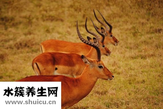 鹿茸怎么分辨好壞