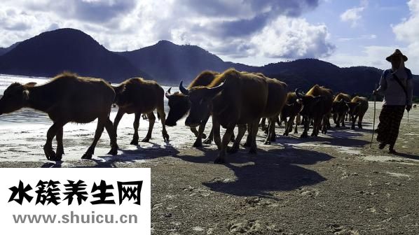 原牛拿回來怎么穿