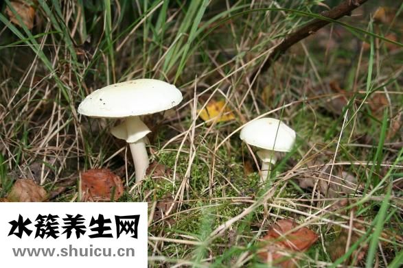 銀子菜怎么吃