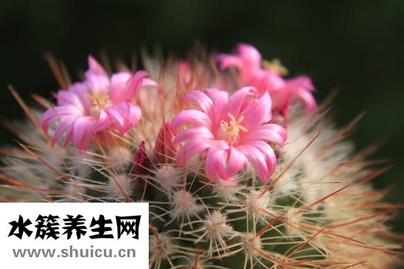 口周起痘怎么治