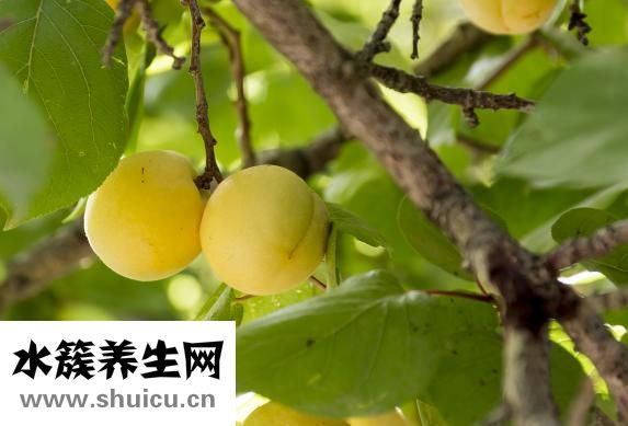 龍利魚怎么切片