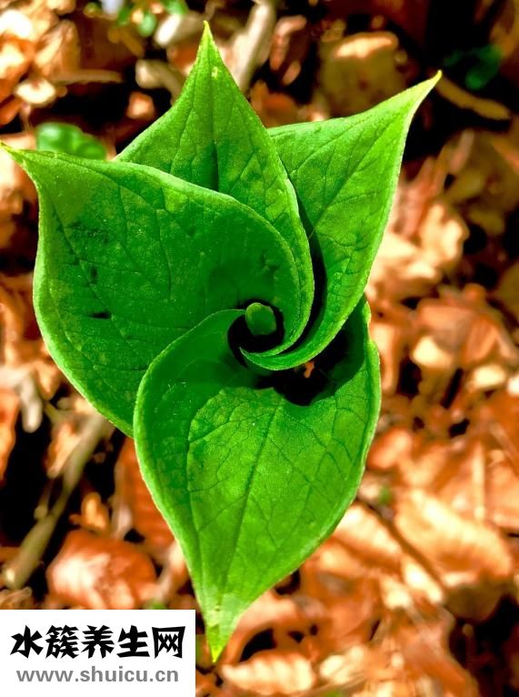 葉子枯萎怎么辦