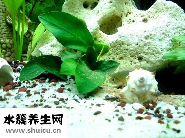 金魚一般怎么吃飯