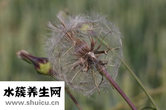 黑山羊拉肚子怎么辦