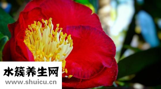 書(shū)法橫幅怎么掛