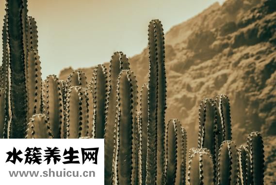 金鋼刺根怎么釀燒酒