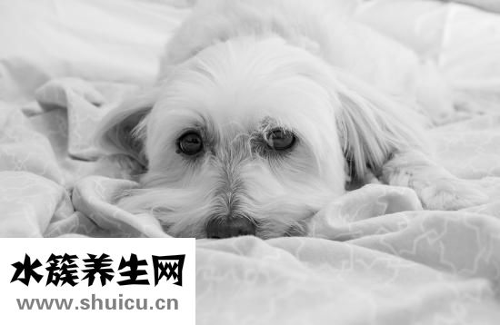 問道寵物怎么加抗性