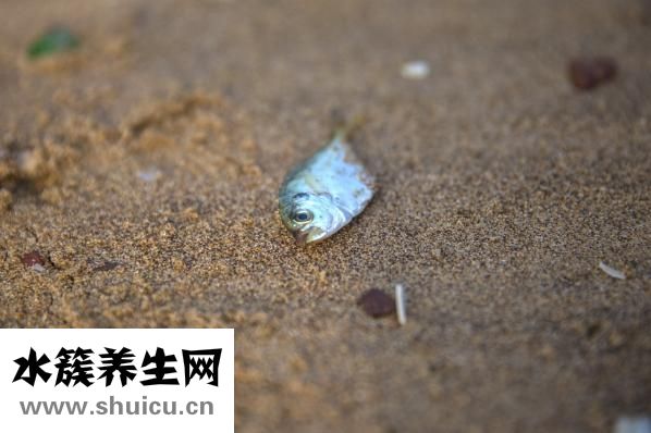 麻辣海鮮怎么做