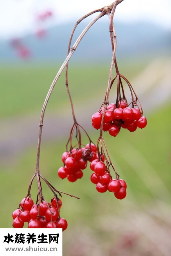 食物怎么煮易儲存