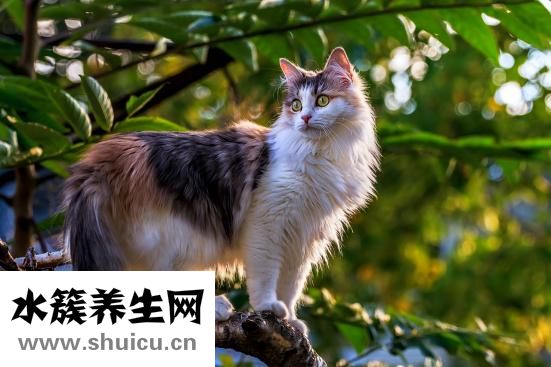 野生動物怎么吃